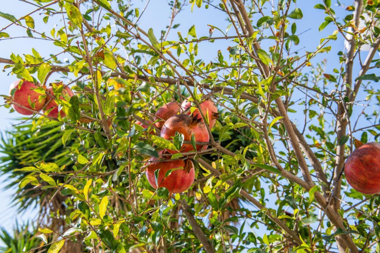 Appartamento Julipapas Gardens Paphos Esterno foto